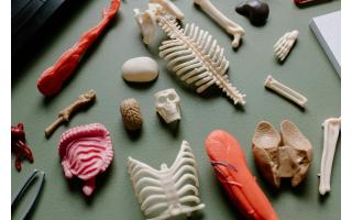 Drukowanie narządów - przyszłość medycyny?