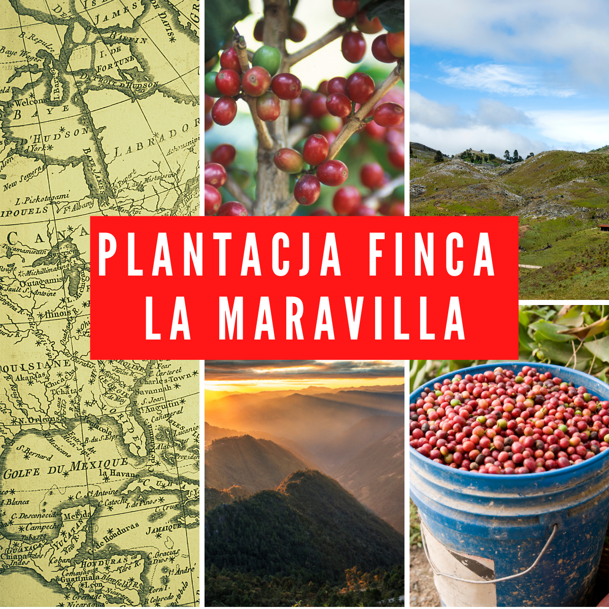 Plantacja Finca La Maravilla